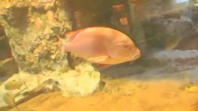 Crazy Japanese Slut In Amazing Shaved, Cunnilingus Jav Video - Mio Kuraki - hotmovs.com - Japan