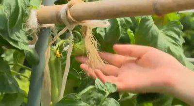 Lewdness Asian woman RAU8261788499 - senzuri.tube