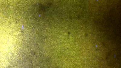 FEMOUT XXX A Welsh Rare Bit - drtvid.com