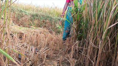 First Time Desi Bhabhi Fucked Hard in Paddy Fields - Homemade Indian Sex - veryfreeporn.com - India - France - Russia