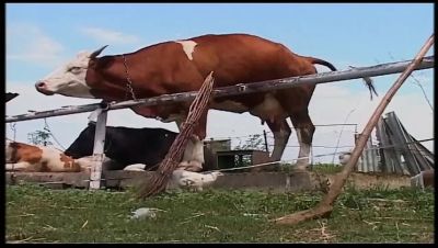 Vintage Blonde MILF Gets Rough Outdoor Fuck on Farm - xxxfiles.com - Germany